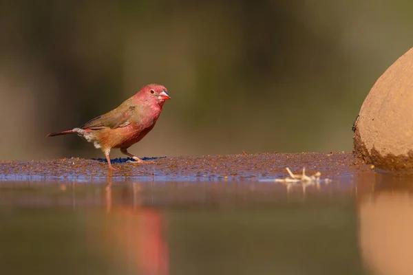 Firefinch Bec Rouge Lagonosticta Rufopicta Buvant Dans Zimanga Game Reserve — Photo