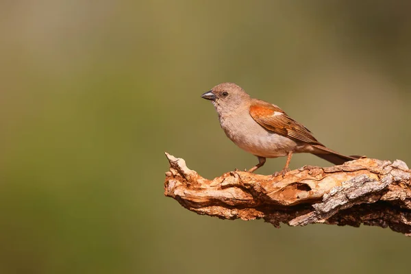 Pardal Cabeça Cinzenta Sul Passer Diffusus Sentado Zimanga Game Reserve — Fotografia de Stock