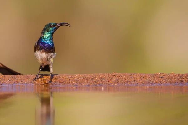 Sunbird Cinnyris Venustus Siedzi Rezerwacie Gier Zimanga Republice Południowej Afryki — Zdjęcie stockowe