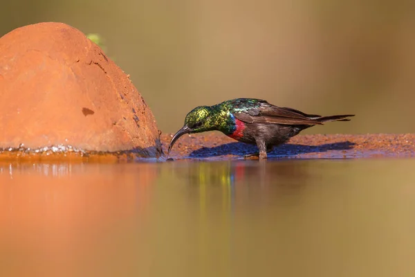 Marico Sunbird Cinnyris Mariquensis Dryfujący Nad Brzegiem Morza Rezerwacie Przyrody — Zdjęcie stockowe