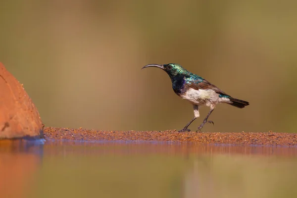 Sunbird Cinnyris Venustus Siedzi Rezerwacie Gier Zimanga Republice Południowej Afryki — Zdjęcie stockowe