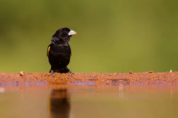 Biały Skrzydlaty Widowbird Euplectes Albonotatus Siedzący Rezerwacie Zwierzyny Zimanga Kwa — Zdjęcie stockowe