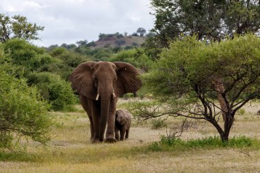 Botsvana 'daki Tuli Bloğu' ndaki Mashatu oyun parkında yürüyen fil anne ve yavru.