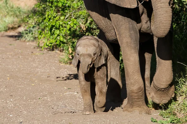 Elefante Madre Ternera Caminando Reserva Caza Mashatu Tuli Block Botswana — Foto de Stock