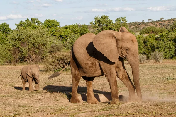 Olifant Moeder Kalf Wandelen Mashatu Game Reserve Het Tuli Block — Stockfoto