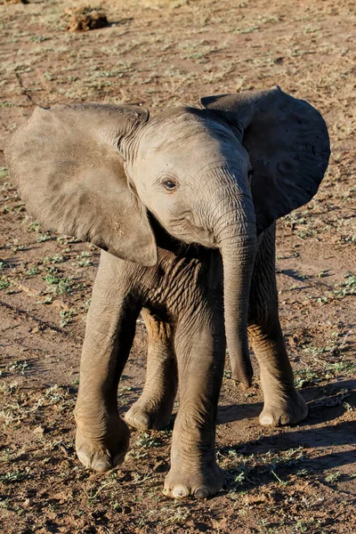 Elefantenkalb Ist Sehr Neugierig Mashatu Wildreservat Tuli Block Botswana — Stockfoto