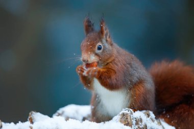 Hollanda 'daki ormanda yiyecek arayan Avrasya kızıl sincabı (Sciurus vulgaris) karda. 