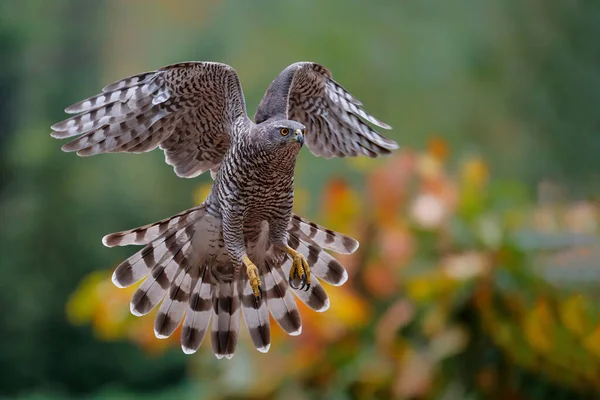 Goshawk Del Norte Accipiter Gentilis Volando Justo Antes Aterrizar Bosque — Foto de Stock