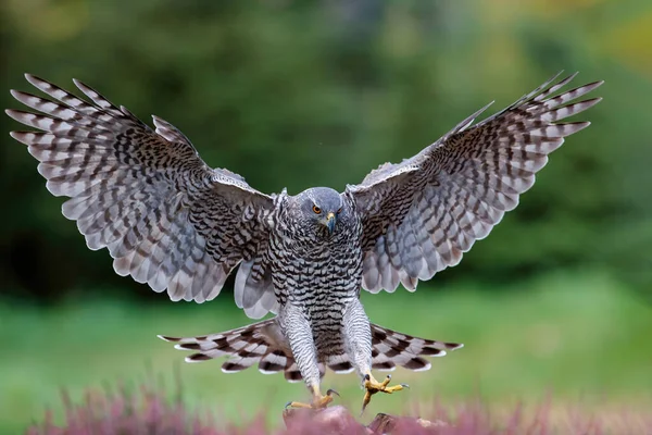 Kuzey Goshawk (accipiter gentilis) Hollanda 'daki ormana inmeden hemen önce uçuyor.
