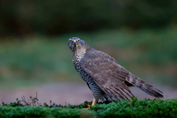 Northern Goshawk Accipiter Gentilis Sentado Floresta Nos Países Baixos — Fotografia de Stock