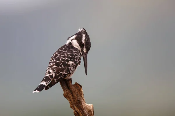 Pied Kingfisher Ceryle Rudis Sentado Uma Filial Zimanga Reserva Caça — Fotografia de Stock