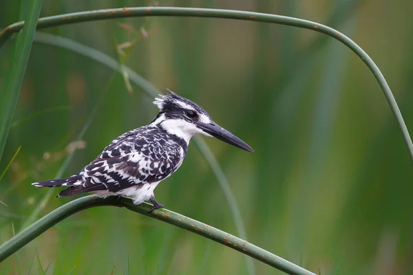 Pied Kingfisher Ceryle Rudis Duduk Atas Alang Alang Tengah Hujan — Stok Foto