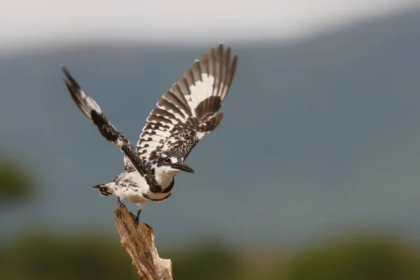 Pied Kingfisher Ceryle Rudis Terbang Jauh Cadangan Permainan Zimanga Kwa — Stok Foto