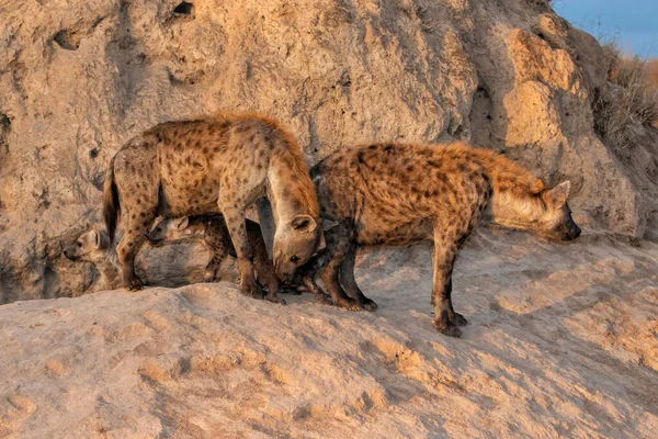 Familia Hyena Saliendo Guarida Temprano Mañana Cálida Luz Salida Del — Foto de Stock