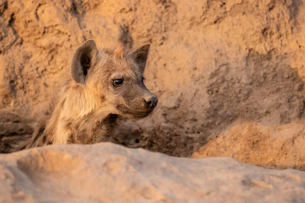 Sırtlan Yavrusu Sabahın Erken Saatlerinde Güney Afrika Nın Büyük Kruger — Stok fotoğraf