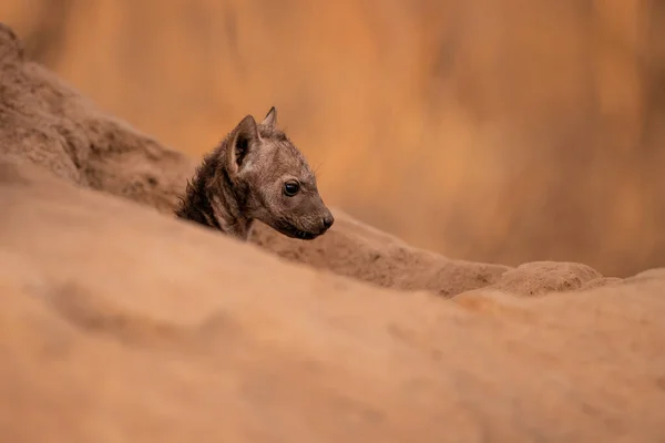 Hyena Štěně Přichází Doupěte Brzy Ráno Teplém Světle Východu Slunce — Stock fotografie