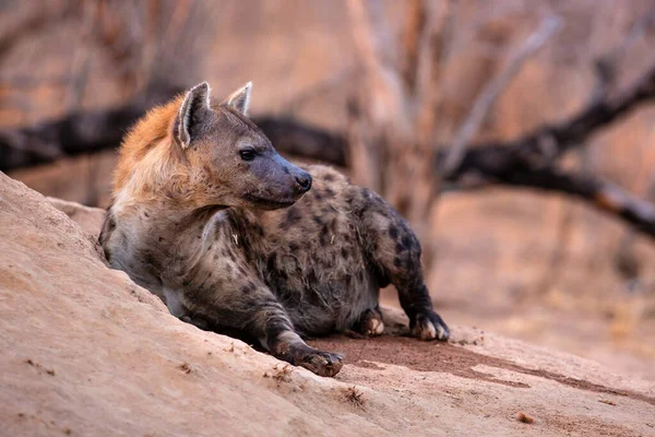 Hyena Vychází Doupěte Brzy Ráno Teplém Světle Východu Slunce Rezervaci — Stock fotografie