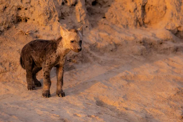 Cachorro Hiena Saliendo Guarida Temprano Mañana Cálida Luz Del Amanecer —  Fotos de Stock