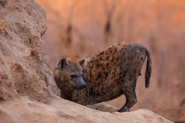 Hyena Vychází Doupěte Brzy Ráno Teplém Světle Východu Slunce Rezervaci — Stock fotografie