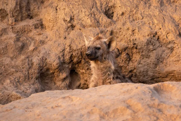 Hyena Štěně Přichází Doupěte Brzy Ráno Teplém Světle Východu Slunce — Stock fotografie