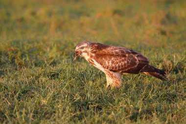 Hollanda 'daki çayırlarda bir avdan beslenen sıradan bir akbaba, buteo buteo
