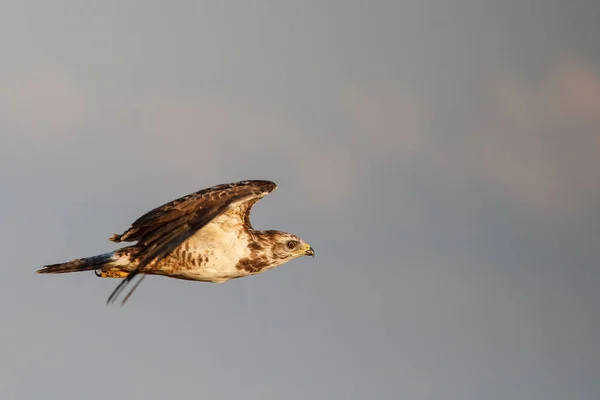 Buizerd Buteo Buteo Vliegend Weilanden Nederland — Stockfoto