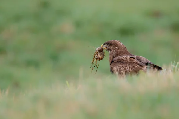 Kozlík Obecný Buteo Buteo Jíst Kořisti Loukách Nizozemsku — Stock fotografie