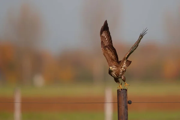 Közönséges Keselyű Buteo Buteo Repül Réten Hollandiában — Stock Fotó