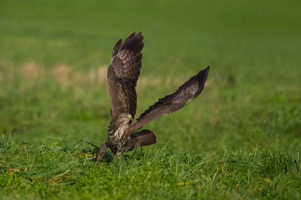 Hollanda Nın Çayırlarında Uçan Akbaba Buteo Buteo — Stok fotoğraf