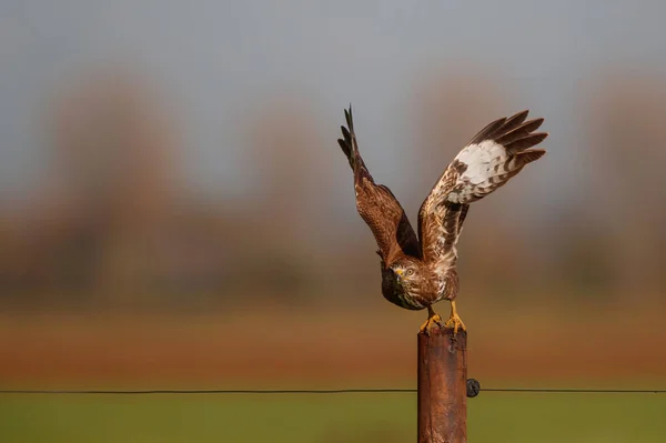 Poiana Comune Buteo Buteo Che Vola Nei Prati Dei Paesi — Foto Stock