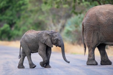 Güney Afrika 'daki Kruger Ulusal Parkı' nda annesiyle birlikte yürüyen bir fil yavrusu.