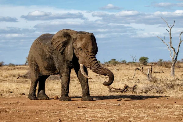 Elefánt Bika Séta Kruger Nemzeti Park Dél Afrikában — Stock Fotó