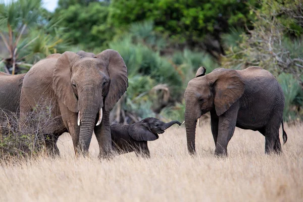 Kawanan Gajah Dengan Betis Bermain Lucu Taman Nasional Kruger Afrika — Stok Foto