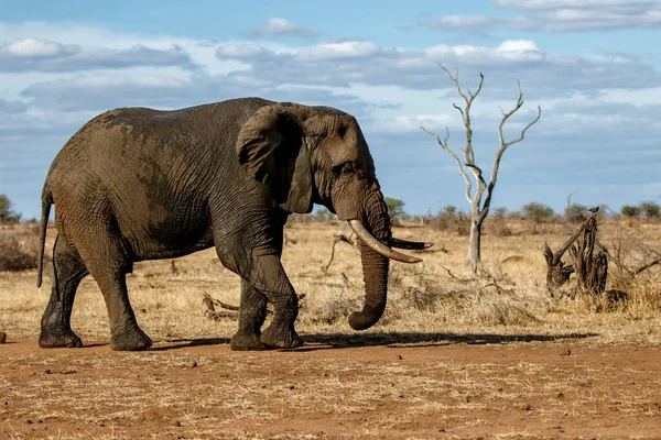 Gajah Jantan Berjalan Kruger Taman Nasional Afrika Selatan — Stok Foto