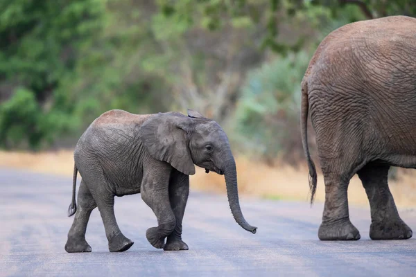 Sloní Tele Kráčející Togheter Svou Matkou Kruger National Park Jižní — Stock fotografie