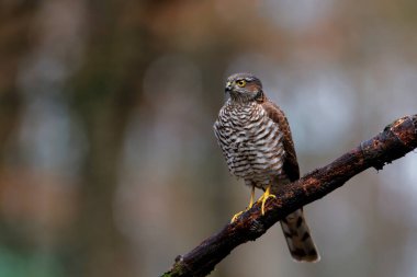 Hollanda 'daki ormanda bir dalda oturan Avrasya Atmaca (Accipiter nisus). Koyu arkaplan
