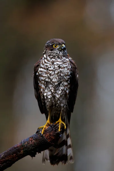 Eurasian Sparrow Hawk Accipiter Nisus Sedící Větvi Koupeli Lesích Nizozemsku — Stock fotografie