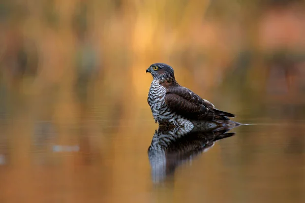 Яструб Горобчик Євразійський Accipiter Nisus Купається Лісі Нідерландах Коричневий Помаранчевий — стокове фото