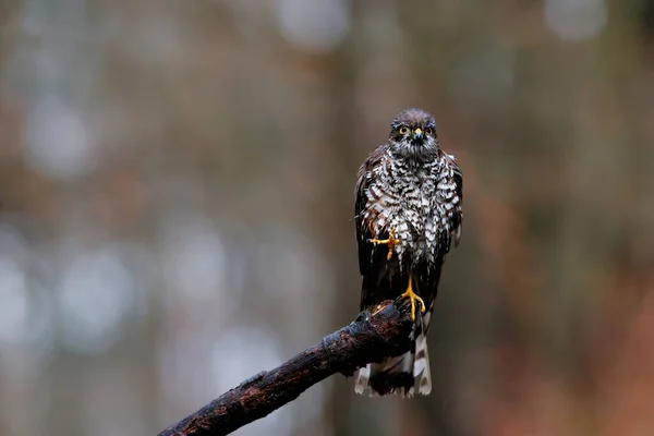 Pardal Eurasiano Falcão Accipiter Nisus Sentado Ramo Depois Tomar Banho — Fotografia de Stock