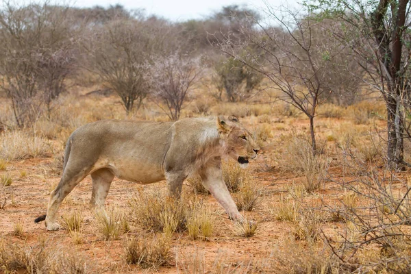 Jonge Mannelijke Leeuw Wandelen Erindi Private Game Reserve Namibië — Stockfoto