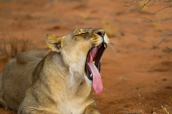 Lwica Szczęki Erindi Private Game Reserve Namibia — Zdjęcie stockowe