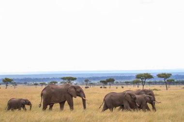 Kenya 'daki Masai Mara Ulusal Parkı' nda yürüyen fil sürüsü.