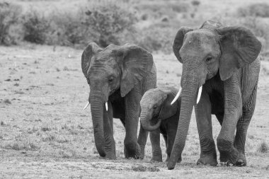Kenya 'daki Masai Mara Ulusal Parkı' nda yürüyen fil sürüsü.
