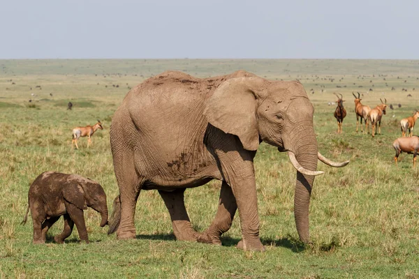 Mère Éléphant Son Bébé Dans Les Plaines Parc National Masai — Photo