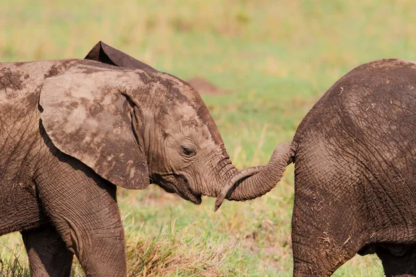 Cielę Słonia Spacerujące Parku Narodowym Masai Mara Kenii — Zdjęcie stockowe