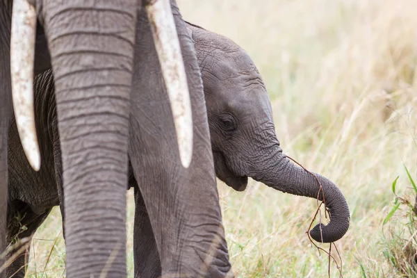 Matka Słonia Jej Dziecko Równinach Parku Narodowego Masai Mara Kenii — Zdjęcie stockowe