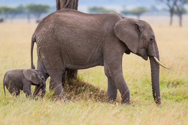 Fil anne ve bebeği Kenya 'daki Masai Mara Milli Parkı' nın ovalarında.