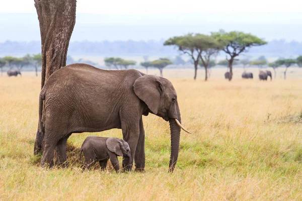 Matka Słonia Jej Dziecko Równinach Parku Narodowego Masai Mara Kenii — Zdjęcie stockowe