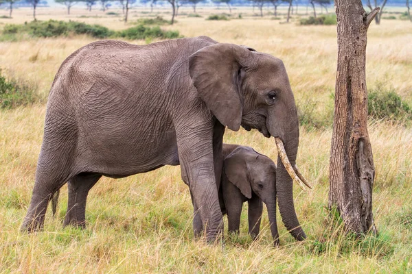 Matka Słonia Jej Dziecko Równinach Parku Narodowego Masai Mara Kenii — Zdjęcie stockowe