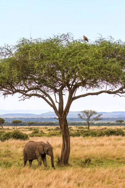 Elefánt Áll Egy Alatt Egy Tawny Sassal Tetején Masai Mara — Stock Fotó